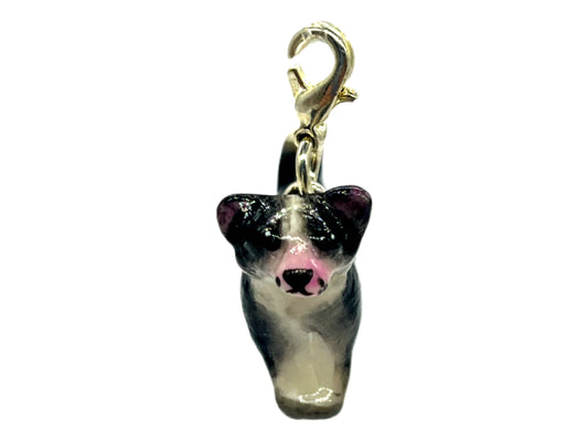 Chihuahua Black